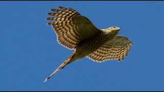 Sparrowhawk Bird Call Bird Song [upl. by Nanji]