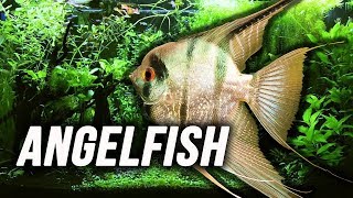 Species Spotlight  Angelfish [upl. by Iggam861]