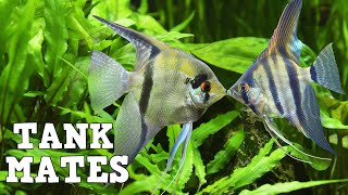 Top 10 Tank Mates For Freshwater Angelfish [upl. by Eenram]