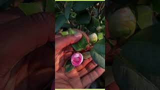 About Camellia flower plant [upl. by Akinad988]