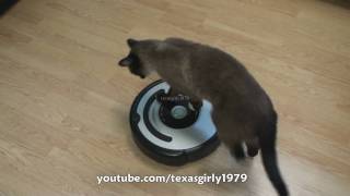 Cat shows HOW TO use iRobot Roomba Vacuum [upl. by Nawram]