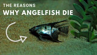 The Reasons Why Angelfish Die [upl. by Nailluj]