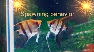 Tips on Angelfish spawning behavior [upl. by Sumner]