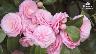 Gardening 101 Series  How to Plant amp Maintain a Camellia [upl. by Yurt]