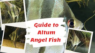 Guide to Altum Angel Fish Pterophyllum altum [upl. by Griseldis]