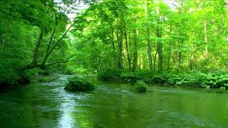 Deep Forest Green Stream Nature Sounds Flowing Water Sounds of River and Forest Birds Singing [upl. by Juley]