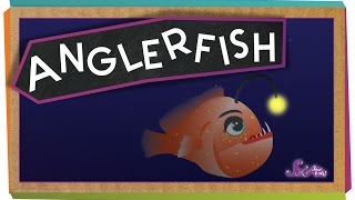 All About Anglerfish [upl. by Jos]