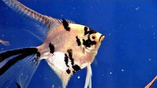 How To Do Angel Fish Care [upl. by Sheba558]