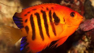 Facts The Flame Angelfish [upl. by Ellezig]