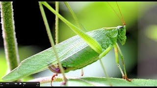 Understanding Insect Sounds Natures Orchestra [upl. by Ailecra113]