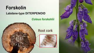 Total biosynthesis of the cyclic AMP booster forskolin from Coleus forskohlii [upl. by Gerk]