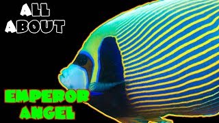 All About The Emperor Angelfish [upl. by Nikal]