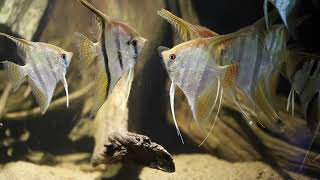 Angelfish  TOP Tips amp Species Overview [upl. by Achorn]