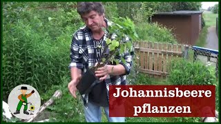 Johannisbeere pflanzen [upl. by Franny]