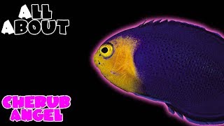 All About The Cherub Angelfish or Pygmy Angelfish [upl. by Nwotna]