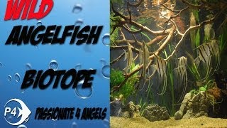 Wild Peruvian Angelfish Biotope  103 [upl. by Tuesday103]