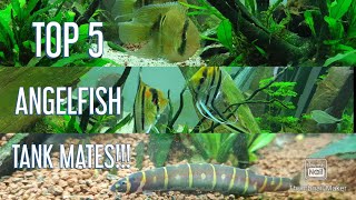 Top 5 Angelfish tank mates [upl. by Wieche642]