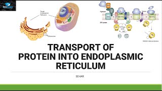 Transport of Protein In Endoplasmic Reticulum [upl. by Airliah]