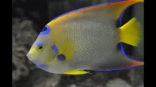 Facts The Queen Angelfish [upl. by Eiveneg]