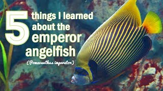 5 Things I Learned about Emperor Angelfish [upl. by Parcel423]