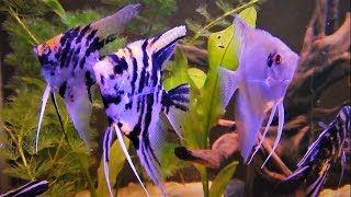 Angelfish Care amp Tank Set up Guide [upl. by Ger]