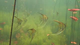 Rio Tapajós Amazonas Pterophyllum  Acara Bandeira  Angelfish Skalar [upl. by Grearson187]