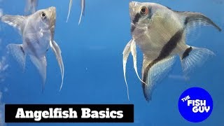 Angelfish Basics [upl. by Phalan]