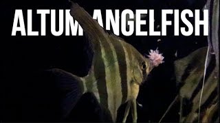 Altum Angelfish Care  How To Care For Altum Angelfish [upl. by Nils414]