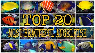 TOP 20 MOST BEAUTIFUL ANGELFISH [upl. by Clevie]