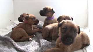 Irish Terrier Puppies  age 4 weeks [upl. by Etnasa570]