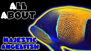 All About The Majestic Angelfish or Blue Girdled Angelfish [upl. by Azer]