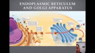 Endoplasmic Reticulum and Golgi Apparatus Tutorial [upl. by Aridatha]