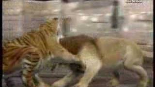 Lion vs Tiger animal face off [upl. by Oster]