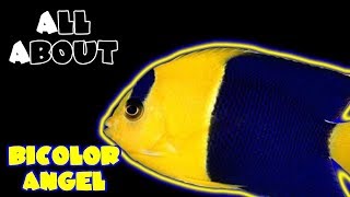 All About The BiColor Angelfish [upl. by Akinat280]