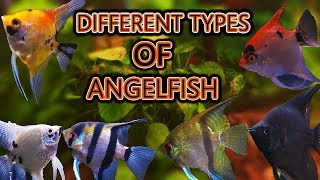 The different types of angelfish [upl. by Nomelc669]