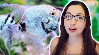 ANGELFISH CARE GUIDE 🐟 Freshwater Angelfish Basics [upl. by Aliekahs488]