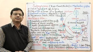 Diabetes Mellitus Part10 Mechanism of Action of Sulfonylurease  Antidiabetic Drugs  Diabetes [upl. by Anilad]