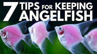 7 Tips for Keeping Angelfish in an Aquarium [upl. by Atinot396]