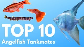 Angelfish Tankmates 10 Fish You Can Keep with Angelfish [upl. by Hayyim]