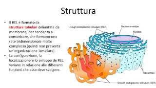 Reticolo endoplasmatico liscio REL [upl. by Ayrad]