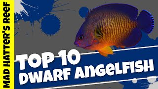 Top 10 Dwarf Angelfish [upl. by Burg]