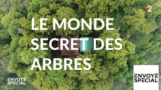 Envoyé spécial Le monde secret des arbres  7 mars 2019 France 2 [upl. by Rehpotsyrhc]