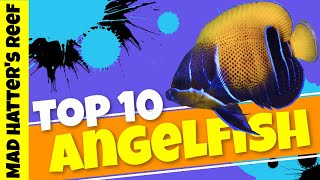 Top 10 Large Angelfish [upl. by Kinsler555]