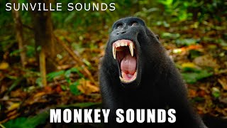 Monkey Sounds  Wilder Sounds Of Nature  Peters World Animal Sounds [upl. by Yraeht413]